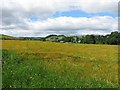 Grassy field west of the Scottish Antique and Arts Centre in PH14 9SJ