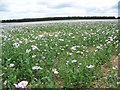 Opium poppies by the A30 in SO20 8DS
