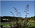 Broadsands Beach, Phormium tenax, Torbay in TQ4 6JH
