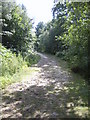 Main footpath Bixley Woods in TN31 6TJ