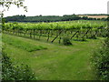 Paunton - the vineyard in WR6 5BJ