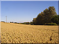 Wheat, Brightwalton in RG20 7BY
