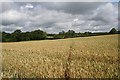 Path through wheatfield in WR13 6PA