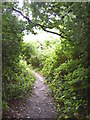 Footpath Bixley Woods in Beckley (Rother)
