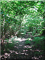 A path in Foxley Wood in NR20 5PU