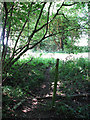 Path emerging from Foxley Wood in NR20 5PU
