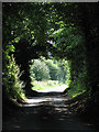 A tree tunnel in NR20 5PU