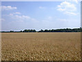 Wheat fields and woods in CB23 1HJ