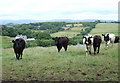 Cattle pasture north-west of Bwlch-Llan, Ceredigion in SA48 8QP