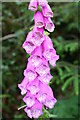Foxglove in Llanybydder Community