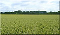 Wheat prairie in NR17 1JR