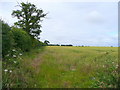 Edge of wheat field in NR17 1JR