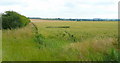 Wheat field north of Necton in PE37 8EG