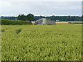 Ripening wheat and barn in PE37 8FP