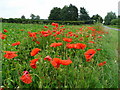 Poppies by the Weasenham Road in PE32 2HA