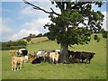 Cattle seeking shade under an oak tree in SY17 5QY