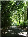 Shaded road at Wrington Hill in BS40 5PW