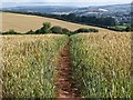 Path through the wheatfield in TQ12 5ND