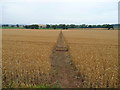 Good path through wheat in HR2 8BZ