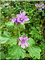 Common Mallow, Malva sylvestris in HR2 9AH