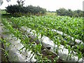 Field of maize near Stamfordham in NE18 0NA