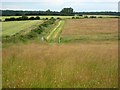 Hay meadow near Dalton in NE18 0AA