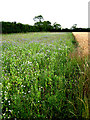 Generous nature strip beside wheat crop in IP25 7BE