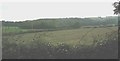 View south across farmland to the woodlands of Plas Llanddyfnan in LL77 7TA
