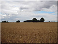 A sea of ripe wheat in IP25 7QH