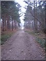 Main footpath Bixley woods in early February in Beckley (Rother)