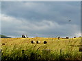 Haymaking at Edderton in IV19 1JZ