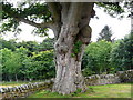 Oak Tree in Edderton Churchyard in IV19 1JZ