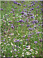 Lacy Phacelia (Phacelia tanacetifolia) in IP25 7BE