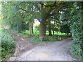 Bridleway and lane near Lower Lawn House in SP3 6TY