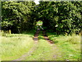 Track through the wood, Talich Nature Reserve in IV20 1WN
