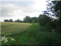 Farmland near Lower Lawn House in SP3 6TY