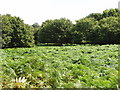Bracken and oak trees, Richmond Park in KT2 7JR