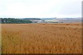 Cornfield at Charlton Higher Down in DT2 9FH