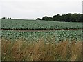 Brassicas at Gornogrove in KY14 7PU