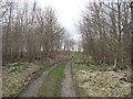 Field access road, Nelson Plantation in TD9 8SG
