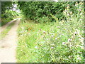 Footpath South of Moulsford in OX10 9JB