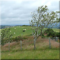 Grazing north of Bwlch-Llan, Ceredigion in SA48 8QQ