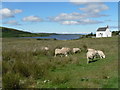 Kensaleyre: sheep, church and Loch Eyre in IV51 9XF