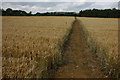 Footpath through barley, near Kemerton in GL20 8HN