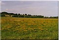Wild flower cultivation - Carvers Hill Farm, Shalbourne in SN8 3PS
