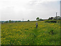 Footpath and buttercups in SP8 5JX