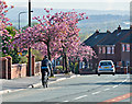 Cyclist and Cherry Trees in WN3 5LA