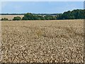 Wheat, near Shefford Woodlands in RG17 7AY