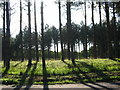Archerfield Estate woodland in EH39 5HL