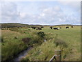 Cattle at stream side in DG9 8JD